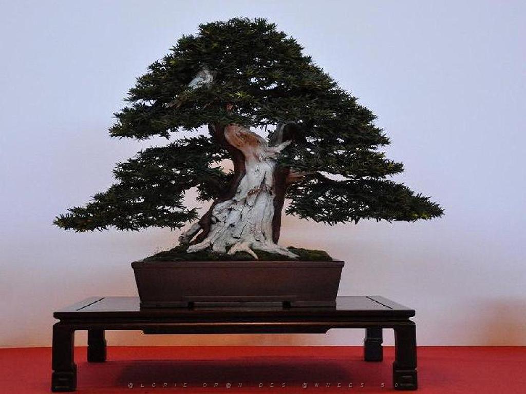 149 BONZAI A MAULEVRIER 2016_000020.jpg